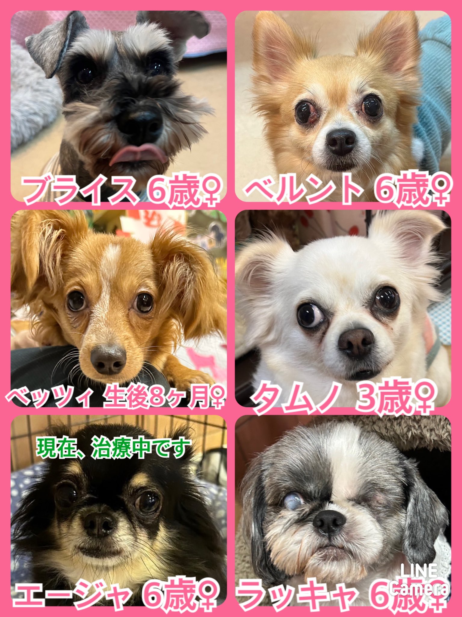 🐾今日の里親様募集中ワンコ🐶メンバーです🐾2024,1,22【保護犬カフェ天神橋店】